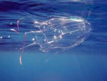 Смертельно опасные медузы атаковали побережье Австралии