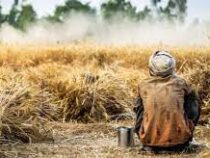 Проливной дождь уничтожил урожай пшеницы в Китае