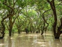 Мангровые леса помогут в борьбе с изменением климата