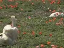 В Словакии лебеди не улетают с маковых полей из-за наркотического опьянения
