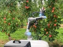 На израильской ферме появился робот-сборщик яблок