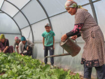 75% участников социального контракта открыли бизнес в сфере сельского хозяйства