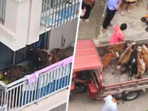 В Китае фермер разводит скот на балконе многоквартирного дома