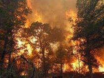 Сотни пожарных пытаются сдержать пламя на юге Албании