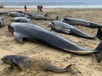 Около 55 китов выбросились на берег одного из островов Шотландии