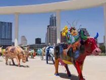 «Парад коров» стартовал в Мексике