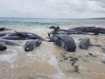 Около 70 китов выбросились на сушу в Австралии