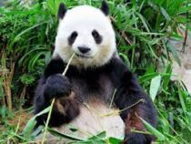 Первая панда, родившаяся во Франции, возвращается на историческую родину в Китай