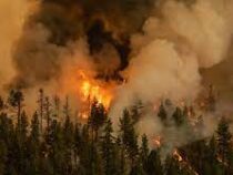 180 гектаров леса сгорело в результате пожара близ турецкого Кемера