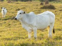 В Бразилии продали самую дорогую корову в мире