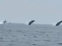 Уникальное видео: три горбатых кита одновременно выпрыгнули из воды
