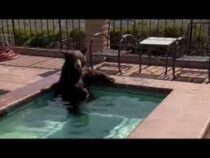 Аномальная жара: дикий медведь оккупировал бассейн частного дома в США