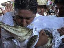 Мэр мексиканского Сан-Педро-Уамелула женился на самке аллигатора