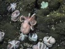 Активный питомник глубоководных осьминогов обнаружили у берегов Коста-Рики
