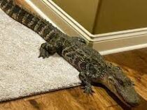 Дерзкий аллигатор заполз в дом через дверцу для собаки