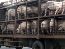 В Кыргызстан увеличился импорт свиней