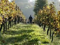 Виноградарство в Италии под угрозой исчезновения