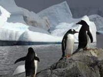 Антарктида лишилась льда размером с Аргентину
