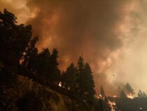Лесной пожар уничтожил уникальный заповедник в Калифорнии