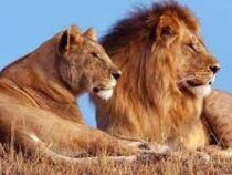 Львы в Африке находятся под угрозой исчезновения
