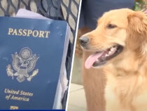 Собака съела паспорт владельца за неделю до свадьбы