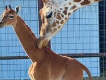 Единственный в мире: в США родился жираф без пятен
