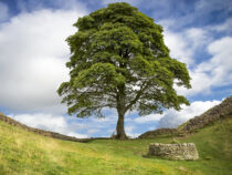 В Британии срубили легендарное дерево Робин Гуда