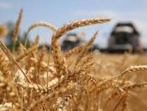 На мировой рынок зерна надвигается масштабный кризис: в чем причина