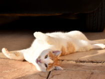 Кошка из Турции зарабатывает деньги, просто лежа на улице