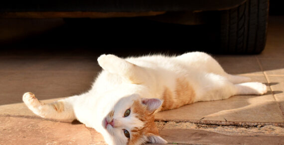 Кошка из Турции зарабатывает деньги, просто лежа на улице