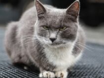 В Австралии могут ввести комендантский час для кошек