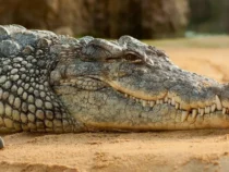На юге Китая сбежали больше 70 крокодилов