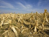 Из-за аномальной жары в Кыргызстане значительно снизился урожай зерновых
