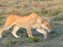 В Кении львица украла камеру у фотографа