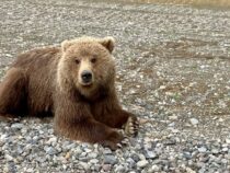 Медведи на Аляске украли пончики из фургона