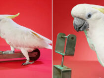 Попугай-какаду установил необычный мировой рекорд
