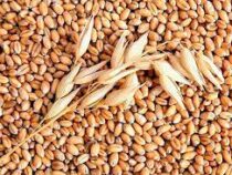 Фонд госматрезервов активно закупает зерно пшеницы