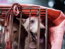 В Южной Корее наконец-то запретят употребление мяса собак