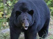 В Диснейленде во Флориде поймали пробравшегося в парк медведя