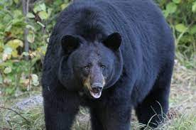 В Диснейленде во Флориде поймали пробравшегося в парк медведя