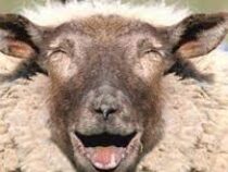 В Греции стадо овец съело 100 кг марихуаны
