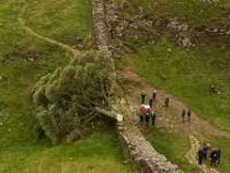 Подросток срубил дерево Робин Гуда в Великобритании