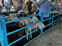 В городе Раззаков планируется строительство скотного рынка