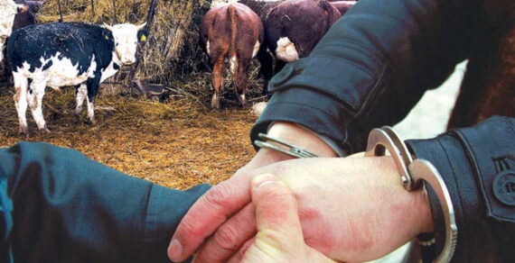 Статью о скотокрадстве хотят вернуть в Уголовный кодекс