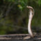 В Сингапуре пятиметровая кобра напала на питона