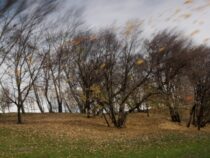 Синоптики  предупреждают бишкекчан и жителей Чуйcкой области  о сильном  ветре