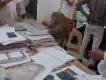 В Индии обезьяна пробралась в офис и приступила к работе