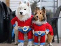 В Нью -Йорке собак нарядили в костюмы и выгуляли по улицам