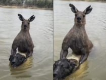 В Австралии бывший полицейский подрался с кенгуру