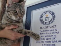 Громче телевизора: кошка установила новый рекорд по мурлыканью